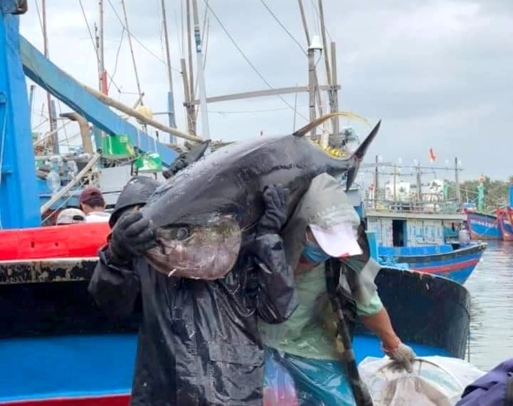 Ngư dân đưa cá ngừ lên bờ ở Phú Yên. Ảnh: Sơn Trang.