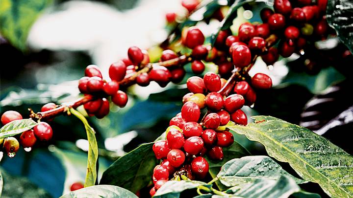 Update the latest coffee market prices on 07/14/2023