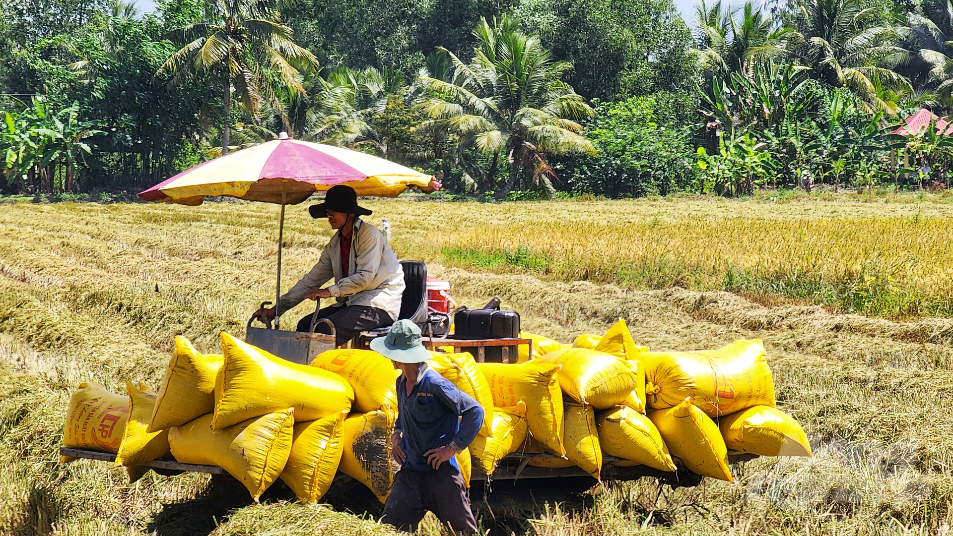 Nông dân trồng lúa đón tin vui khi giá vật tư nông nghiệp đầu vào giảm mạnh so với các năm trước. Ảnh: Kim Anh.