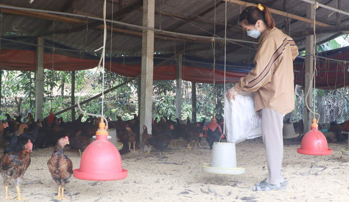 Chị Mai Thị Vân chán nản đuối sức khi đàn gà sắp xuất bán mà giá cả mãi không lên. Ảnh: Tuấn Anh.