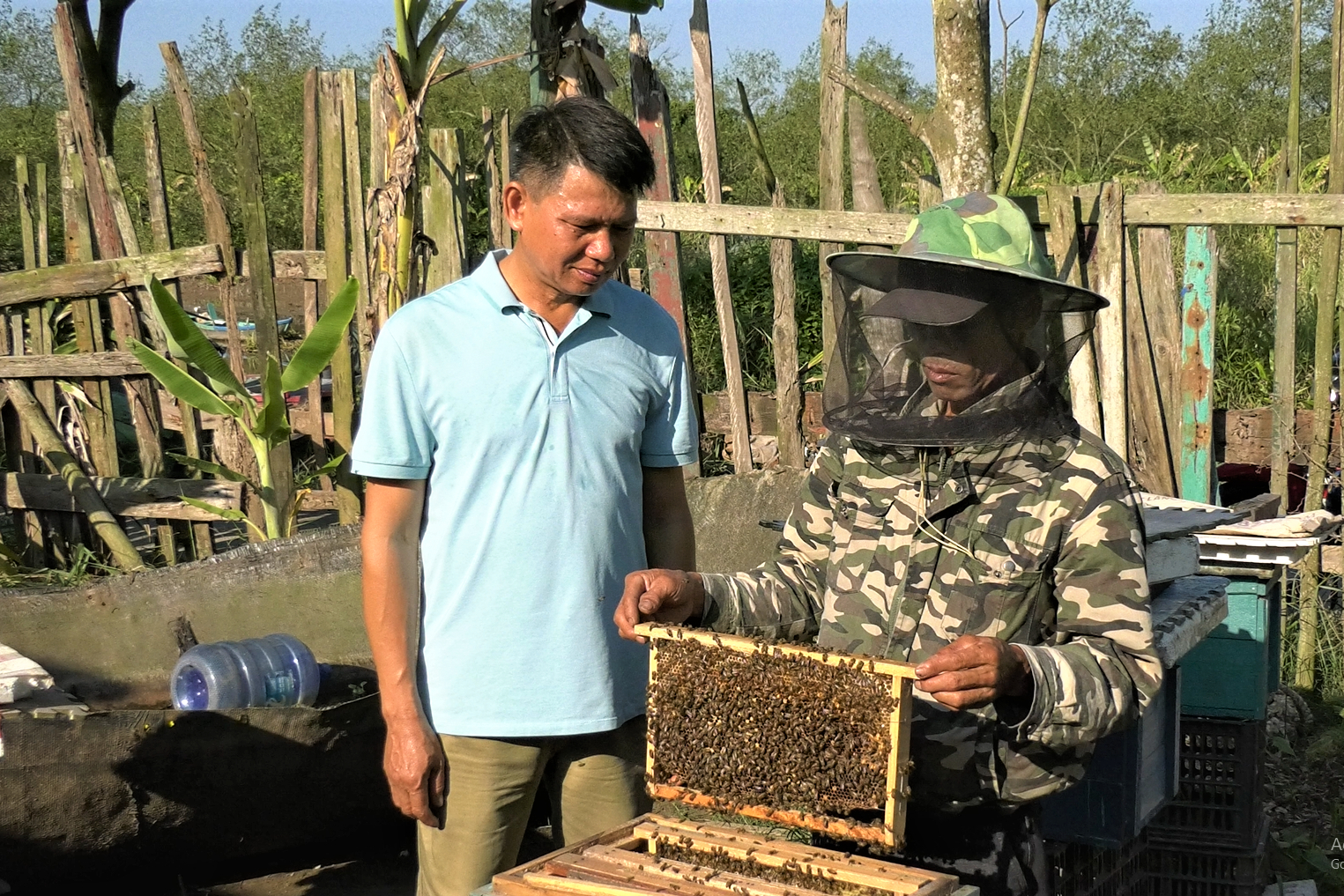 Giống ong được các hộ lựa chọn nuôi chủ yếu là ong nội địa, có kích thước nhỏ, không phải di chuyển theo vùng hoa, ít dịch bệnh. Ảnh: Huy Bình.