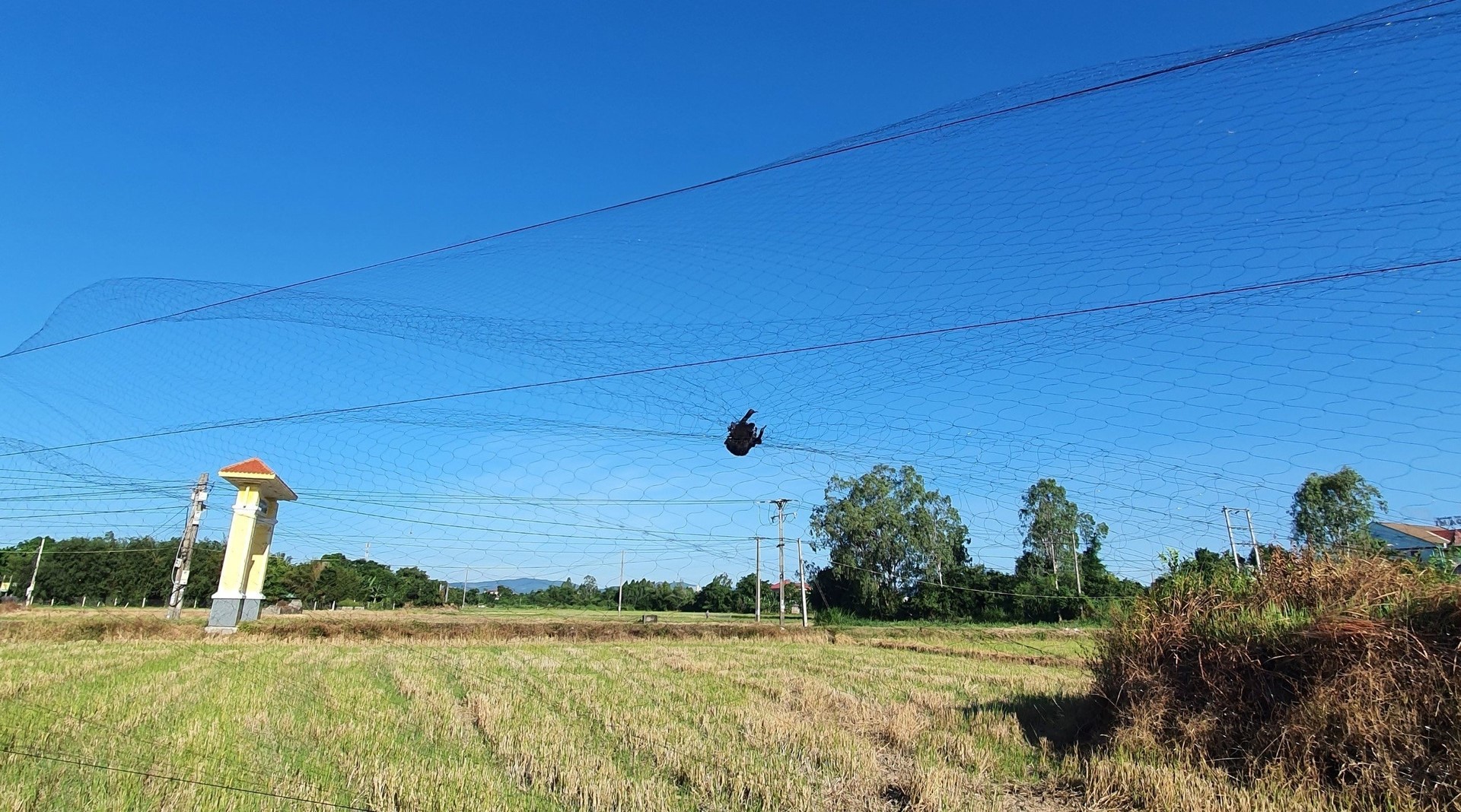 In many places, people use invisible nets to trap swiftlets and wild birds. Photo: KS.
