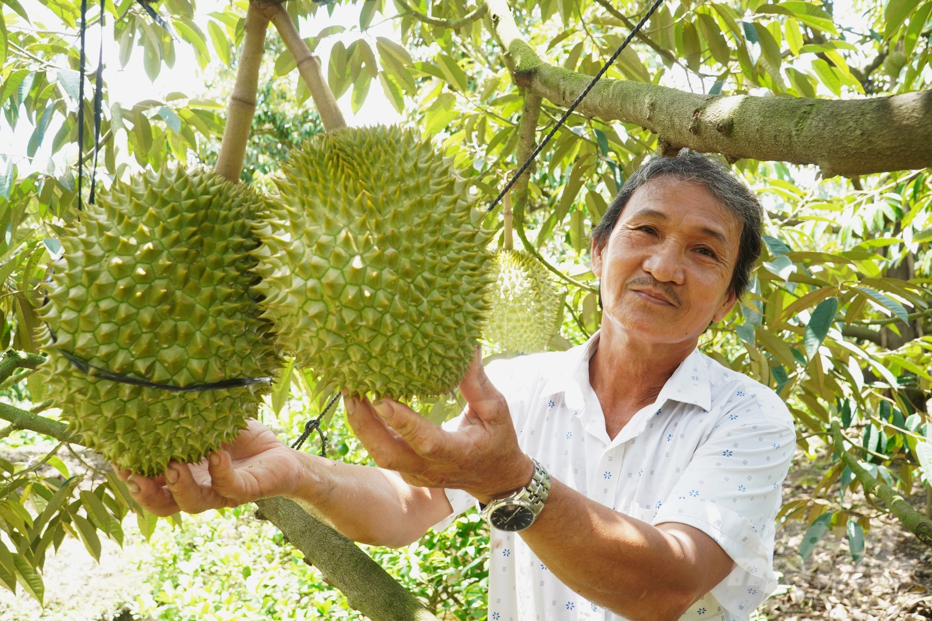 If in 2015, the durian area of the city. Can Tho is 537 ha, and so far it is estimated to reach over 4,000 ha. Photo: Kim Anh.