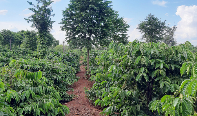 EUDR provides a challenge as well as an opportunity to develop the coffee industry. Photo: Quang Yen.