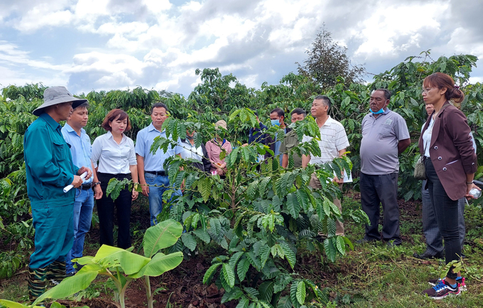 Local governments are developing plans to adapt to the EUDR. Accordingly, they will inform businesses and farmers on the benefits and challenges of the new regulations. Photo: Quang Yen.