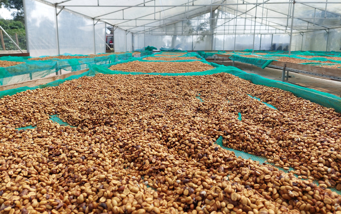 Local governments are confident that the EUDR will help the coffee industry develop sustainably. Photo: Quang Yen.