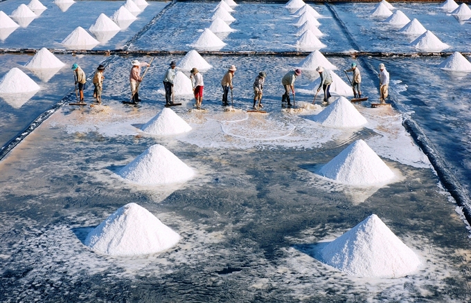 Harvesting salt in Bac Lieu. Photo: Le Hoang Vu.