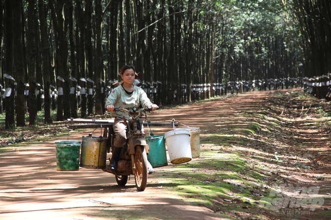 Nữ công nhân người Jrai hoàn thành công việc cuối giờ sáng sau khi đã thu mủ cao su. Ảnh: Kiên Trung.