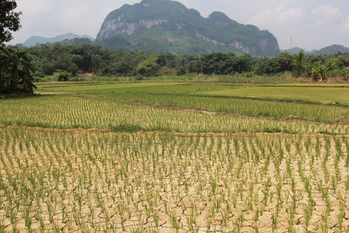 Người dân cho rằng ruộng lúa thiếu nước do hoạt động của các mỏ đá. Ảnh: Thanh Tiến.