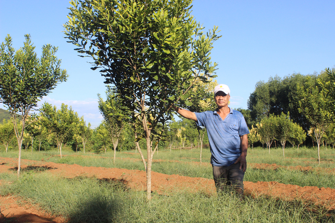 The 2-year-old macadamia garden of Mr. Hoang Van Khuyen in Minh Lam village, Nghia Lam commune (Nghia Dan district). Photo: Ho Quang.