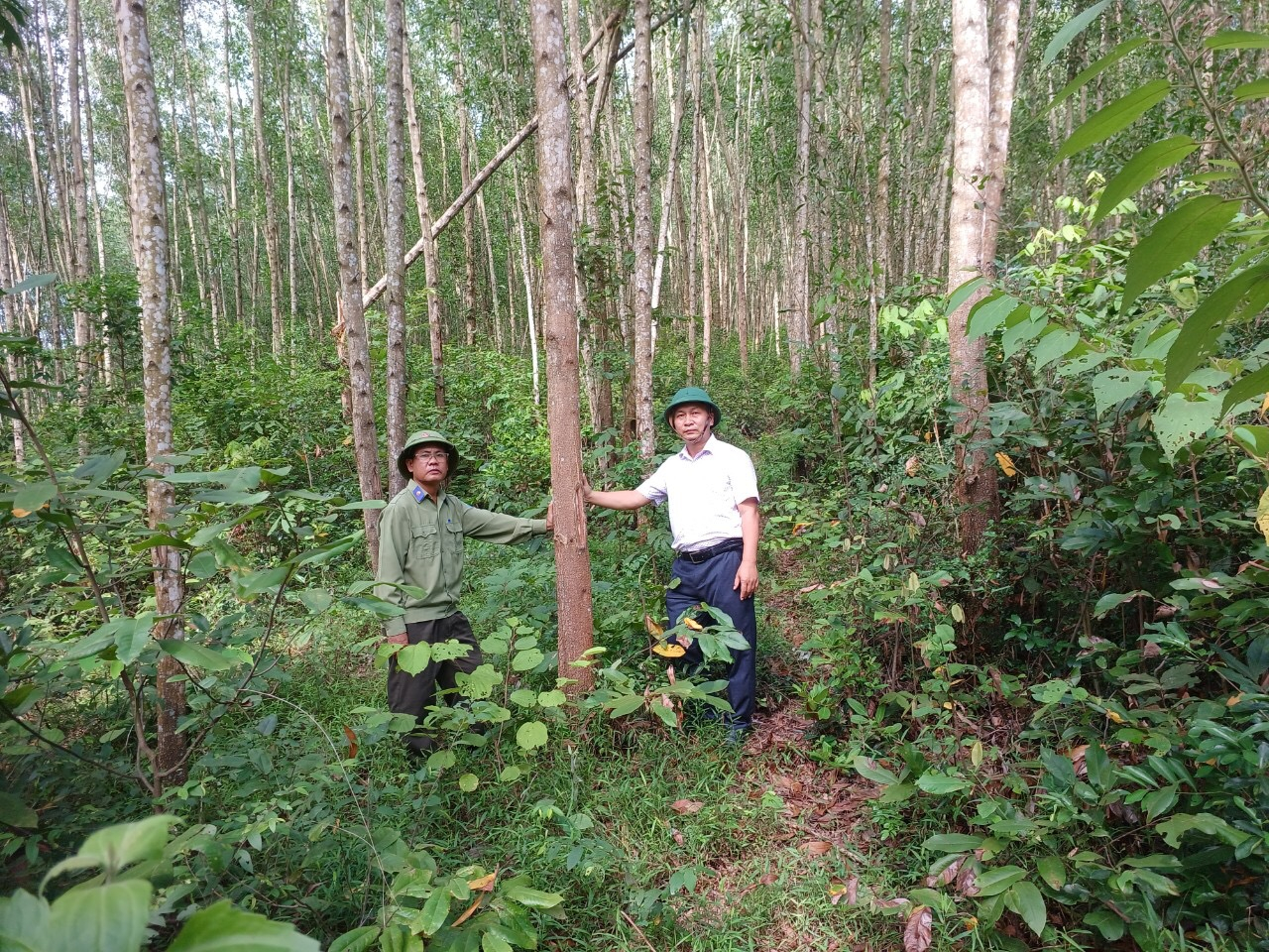 Binh Dinh has an affluent plantation wood material area, so it is a good opportunity for Japanese businesses to invest in forest product processing. Photo: V.D.T.