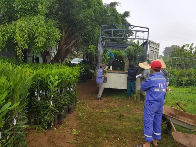 Every year, Bao Ngoc Company exports about 40,000 macadamia seedlings to growers.