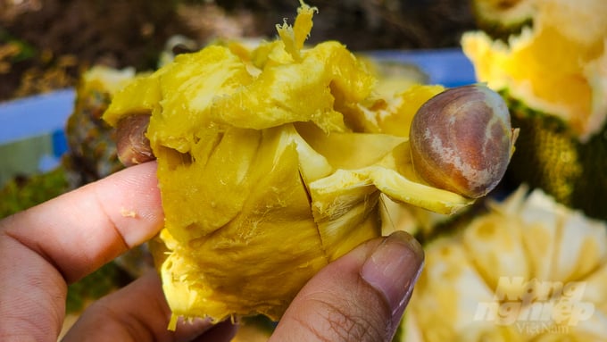 Mít sầu riêng ruột vàng được đánh giá là vượt trội, có thịt dày, hột nhỏ, đặc biệt là các múi mít rất giống với cơm của trái sầu riêng. Ảnh: Kim Anh.
