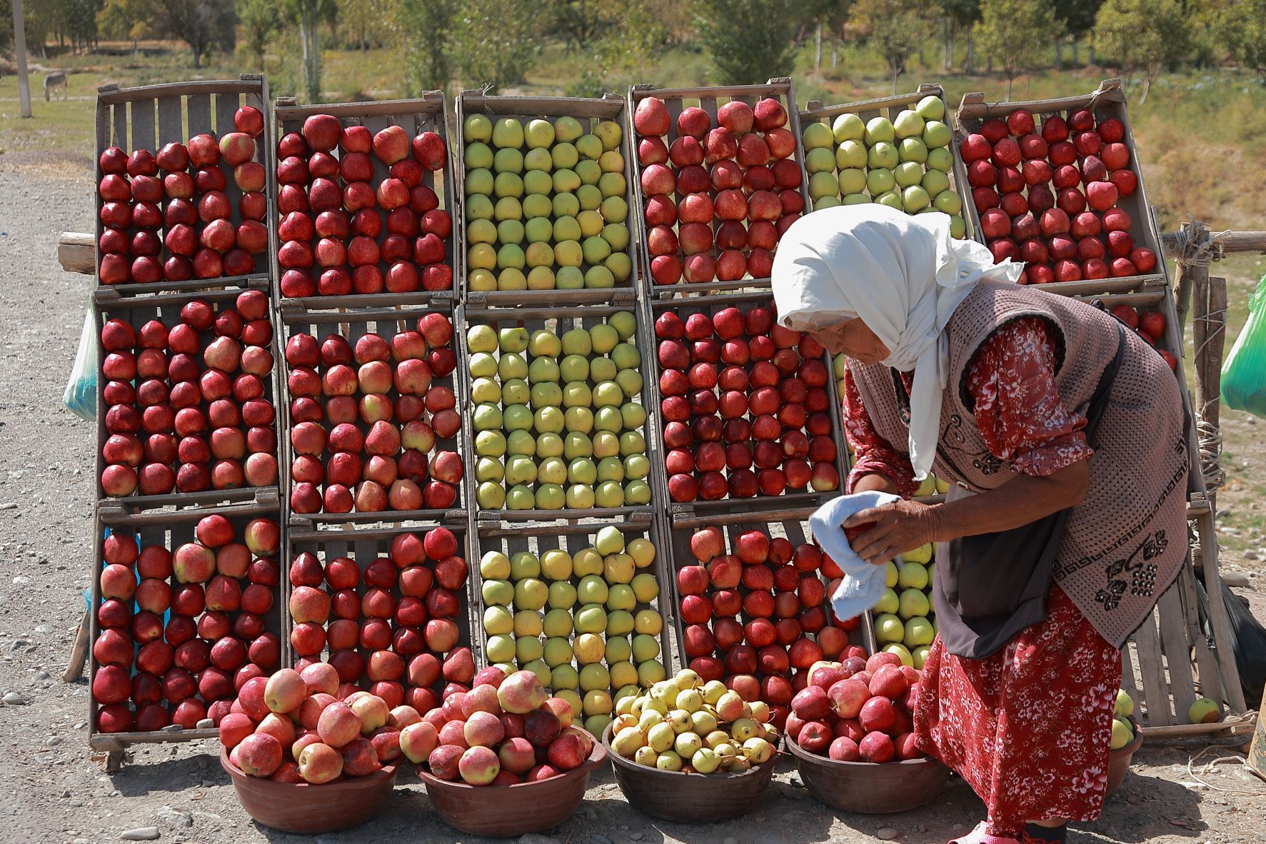 fao-uzbekistan