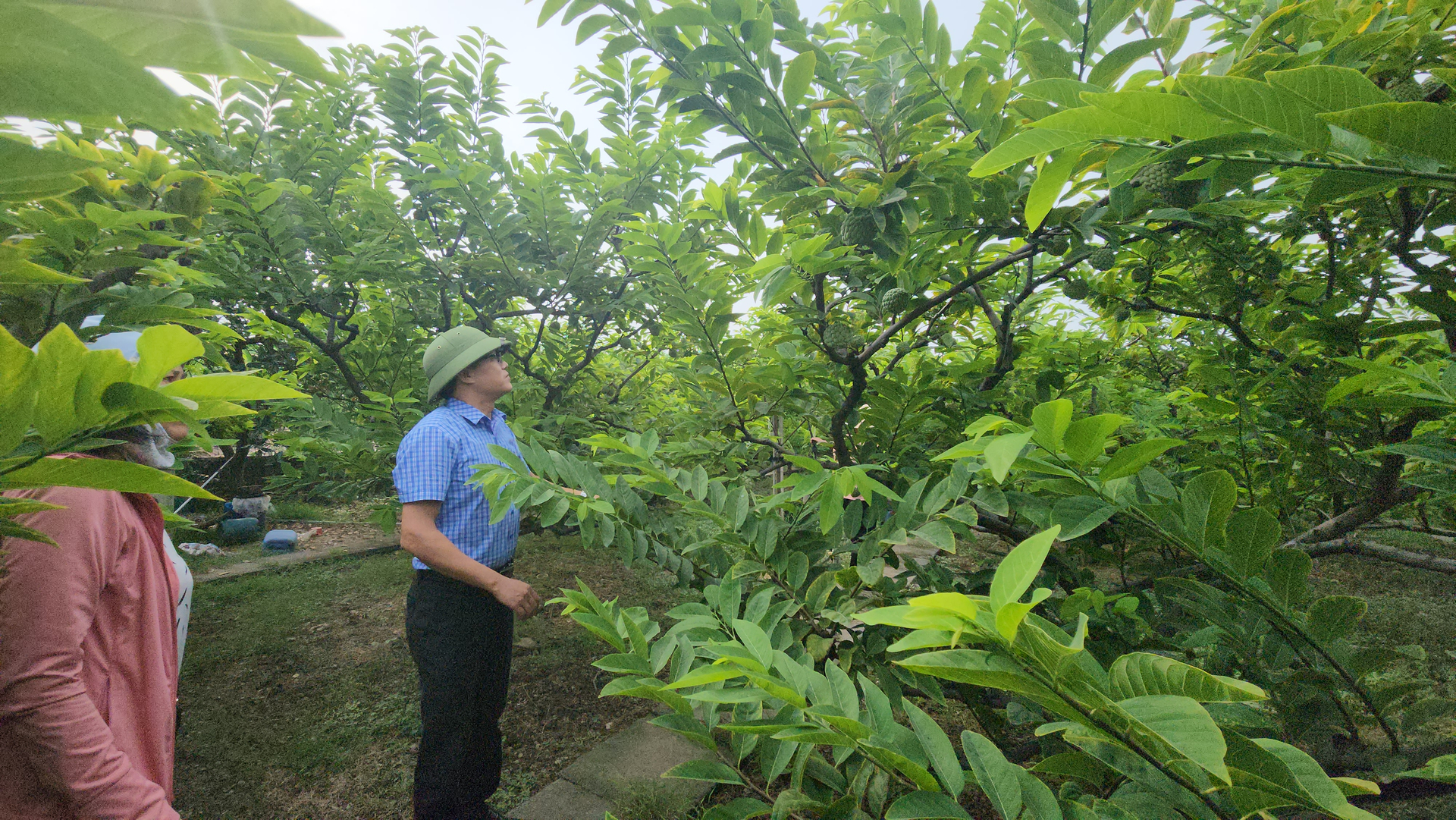 Ngành nông nghiệp kiểm tra phòng, chống bão cho cây na tại xã An Sơn, huyện Thủy Nguyên. Ảnh: Đinh Mười.