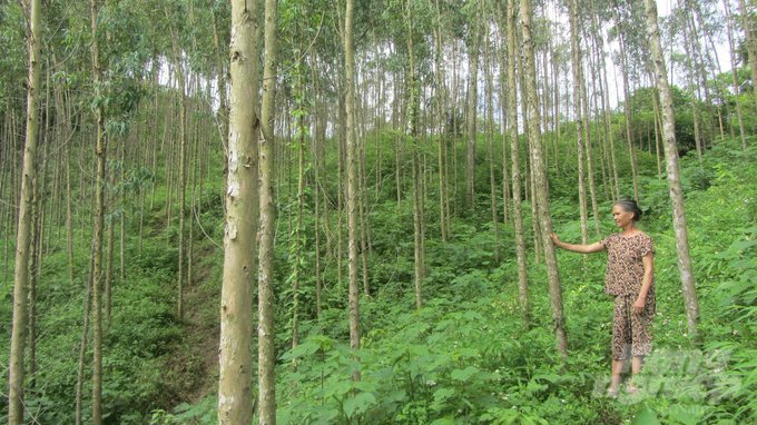 Hiện nay, người trồng rừng ở xã Vân Thủy đã áp dụng các biện pháp thâm canh, rút ngắn được chu kỳ khai thác. Ảnh: Hải Tiến.