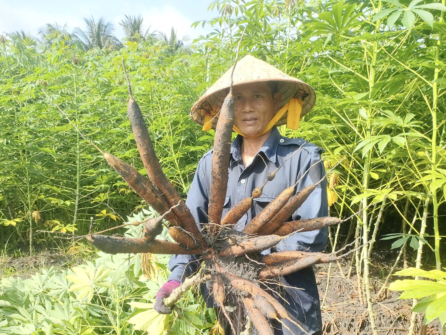 Farmers harvesting cassava in Tay Ninh province. Photo: Son Trang.