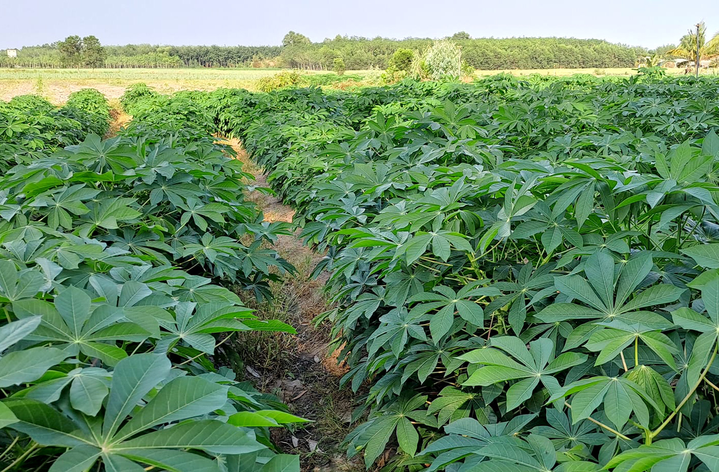 A cassava field in Tay Ninh province. Photo: Son Trang.