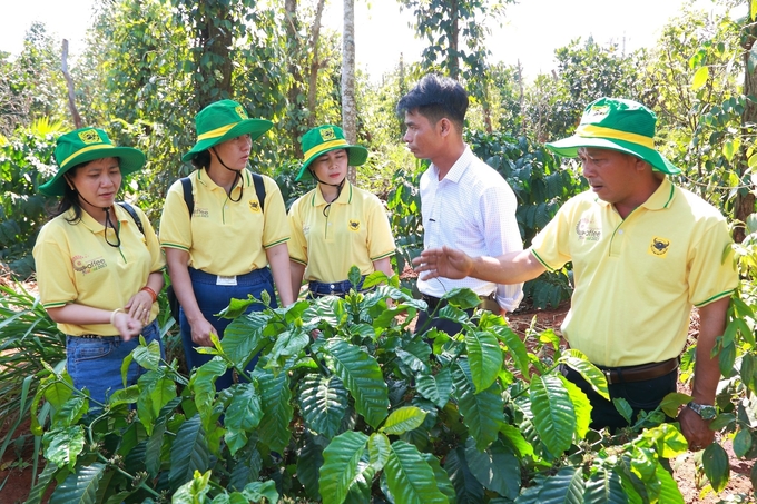 Phân NPK hỗn hợp Đầu Trâu có nhiều công thức chuyên dùng cho cà phê.