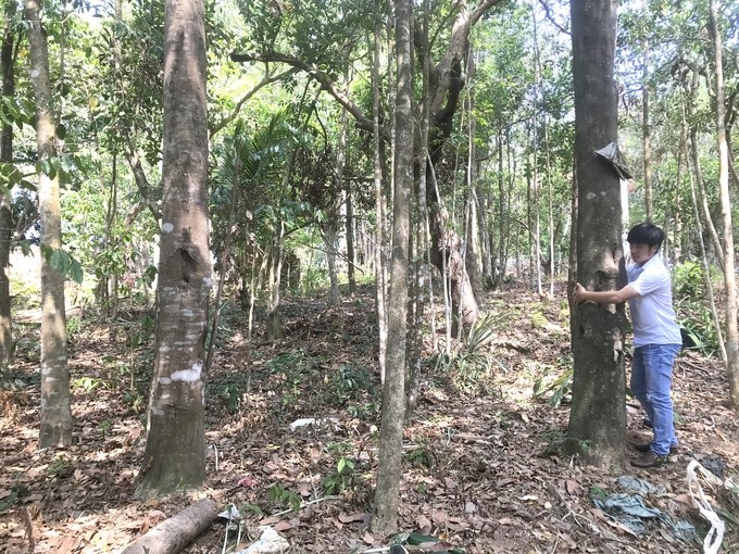 2ha of aquilaria crassna planted by Mr. Toan since 1997 have been transplanted with bio-products to create agarwood for a long time, but he has saved it and not yet exploited it. Photo: V.D.T.
