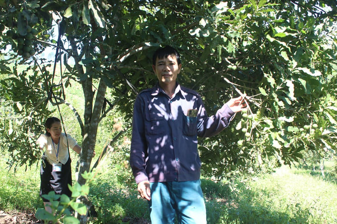 Vườn mắc ca của hộ ông Thái Bá Phượng ở xã Nghĩa Thuận (thị xã Thái Hòa) năm nay mỗi cây ước chừng có 3 - 4kg quả. Ảnh: Hồ Quang.