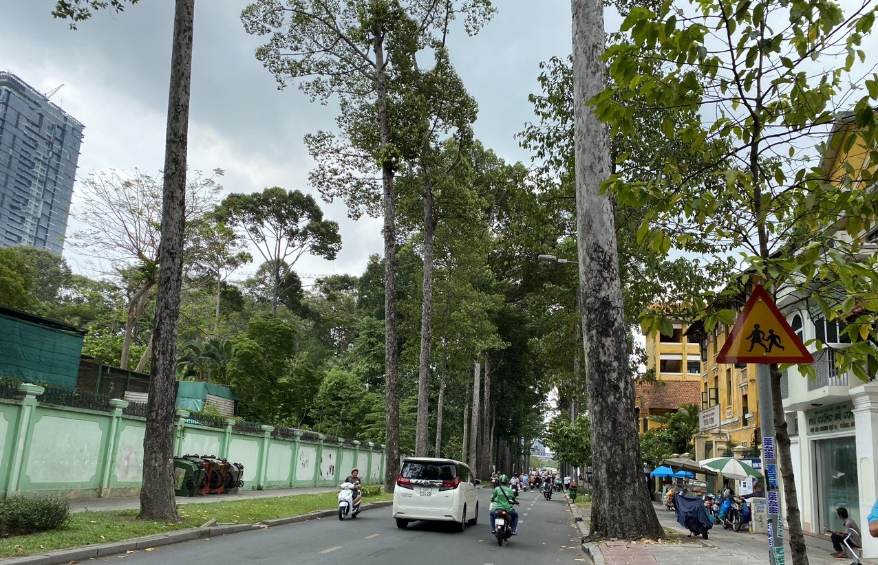 Ho Chi Minh City is gradually losing its rows of green old trees.