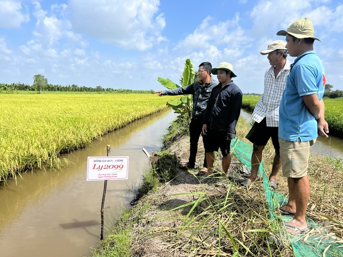 The rice-shrimp model solves the problem of adapting to climate change effectively and sustainably. Photo: Trong Linh.