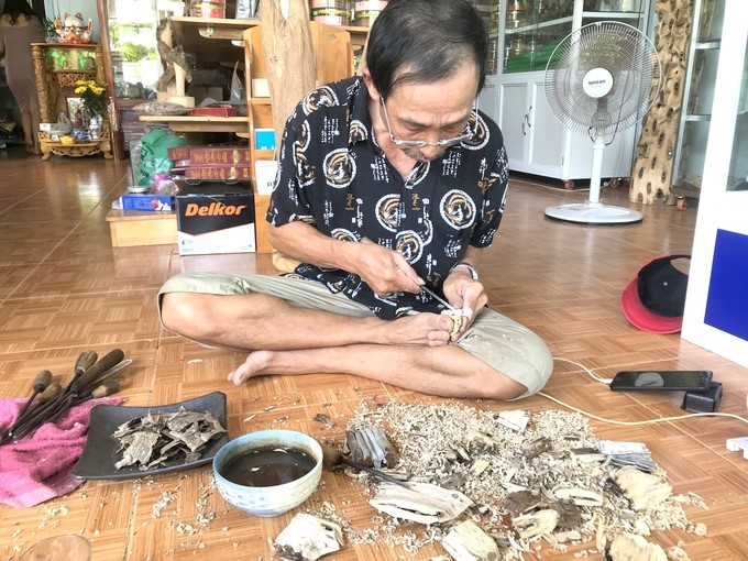A worker is picking agarwood from aquilaria crassna exploited by Mr. Toan. Photo: V.D.T.