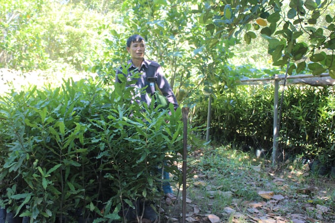 Mr. Phuong nursed the macadamia tree by sowing seeds, then taking cuttings from the tree that had fruit for grafting. Photo: Ho Quang.