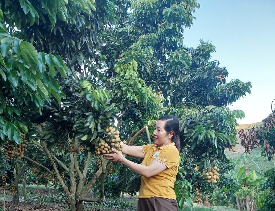 Song Ma longan generates a sizable income for local farmers.
