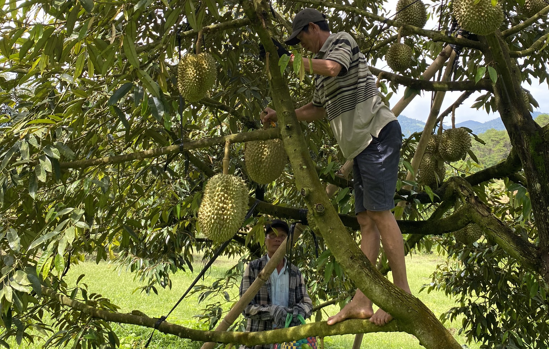 Traders place increasingly high bids on Khanh Son durian. Photo: AQ.