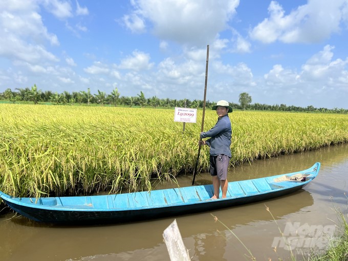 Many new rice varieties are adapted to the natural environment in the rice-shrimp production areas of Bac Lieu. Photo: Trong Linh.