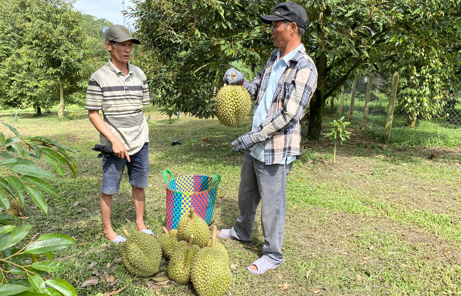 Sầu riêng Khánh Sơn chuẩn bị bước vào chính vụ thu hoạch khoảng đầu tháng 8 tới. Ảnh: KS.