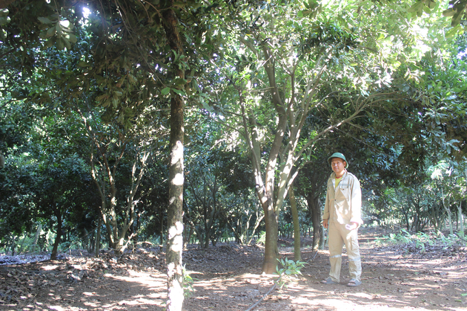 Vườn mắc ca sum suê của ông Liên ở xã Nghĩa Lâm (huyện Nghĩa Đàn) 8 năm tuổi, nhưng đã 2 năm nay không có quả. Ảnh: Hồ Quang.