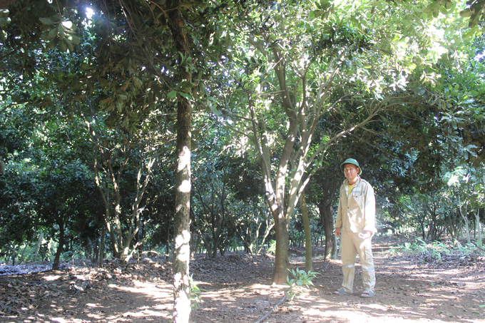 Mr. Lien's luxuriant macadamia nut garden in Nghia Lam commune (Nghia Dan district) is 8 years old, but has been fruitless for 2 years. Photo: Ho Quang.