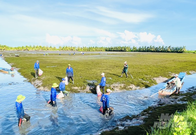 Farmers in Hong Dan district (Bac Lieu) harvest giant freshwater prawns. Photo: Trong Linh.