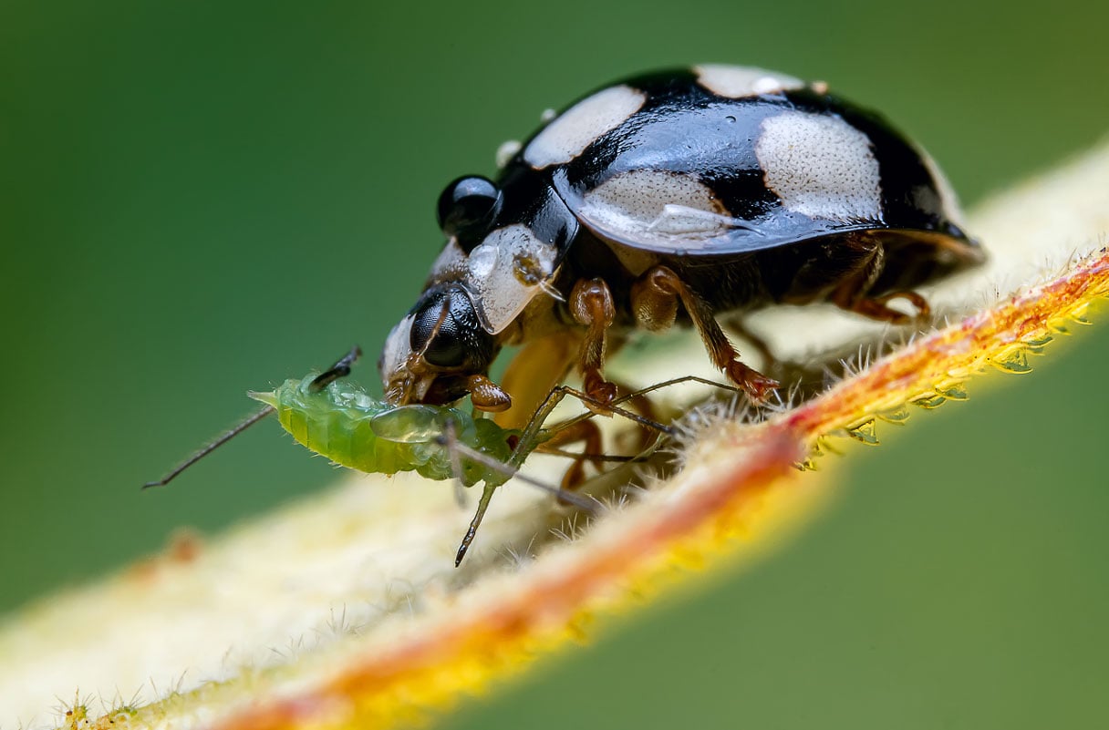 Once ladybird beetles evolved the same mutations in aphids that made them immune to plant toxins, they could eat the toxin-filled aphids.