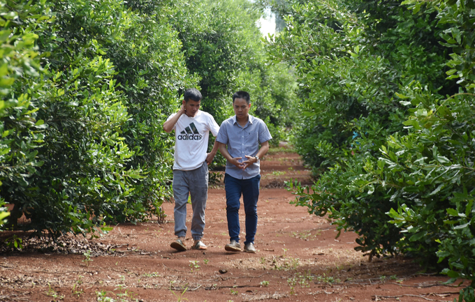 The pure macadamia garden of Mr. Lai Huy Hung's family (Village 4, So Pai Township, Kbang District).  Photo: Tuan Anh.