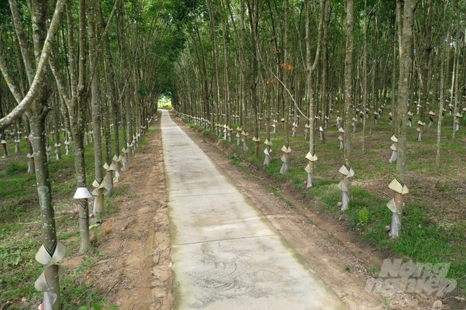 Những con đường bê tông hóa xuyên qua các cảnh rừng cao su Chư Păh, dẫn tới các buôn làng Tây Nguyên. Ảnh: Tùng Đinh.