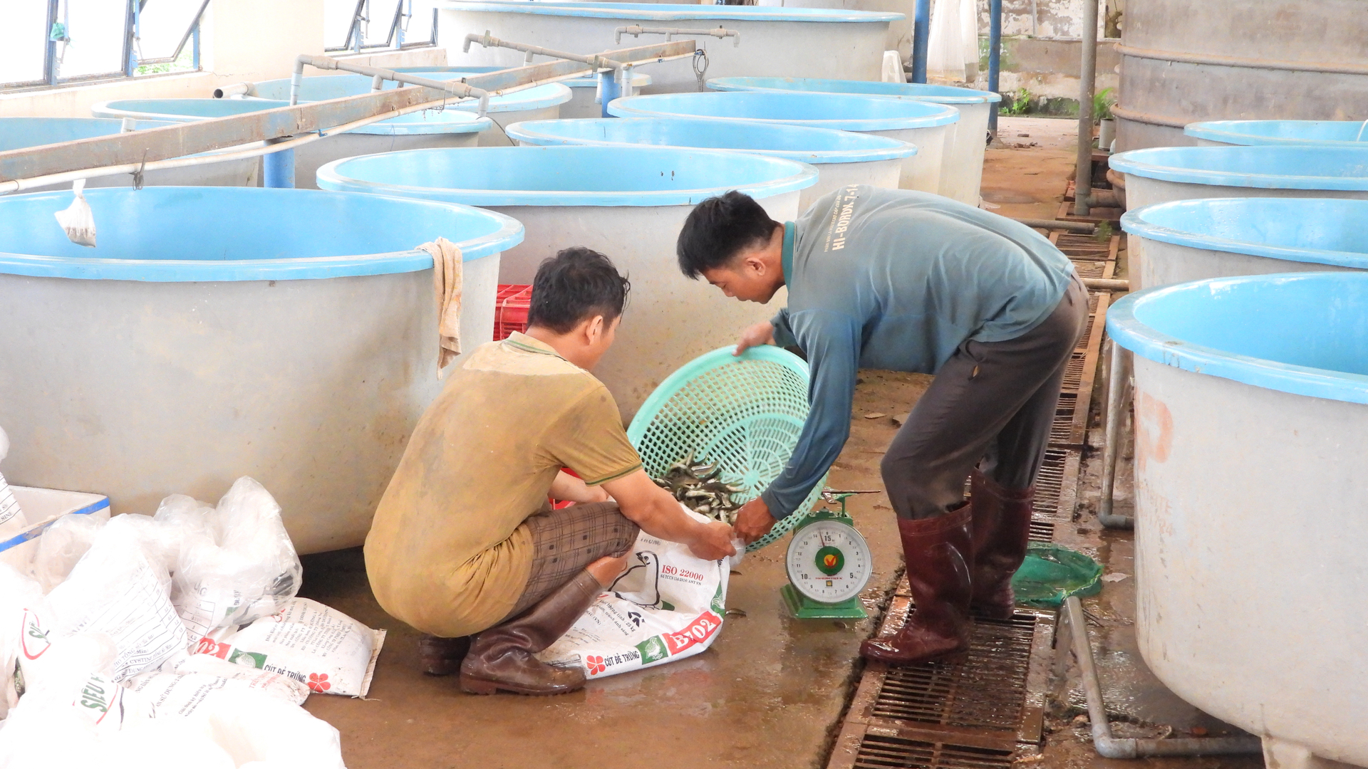 Trại giống Thủy sản thuộc Trung tâm dịch vụ nông nghiệp tỉnh cung ứng giống cho người dân địa phương. Ảnh: Trần Trung.