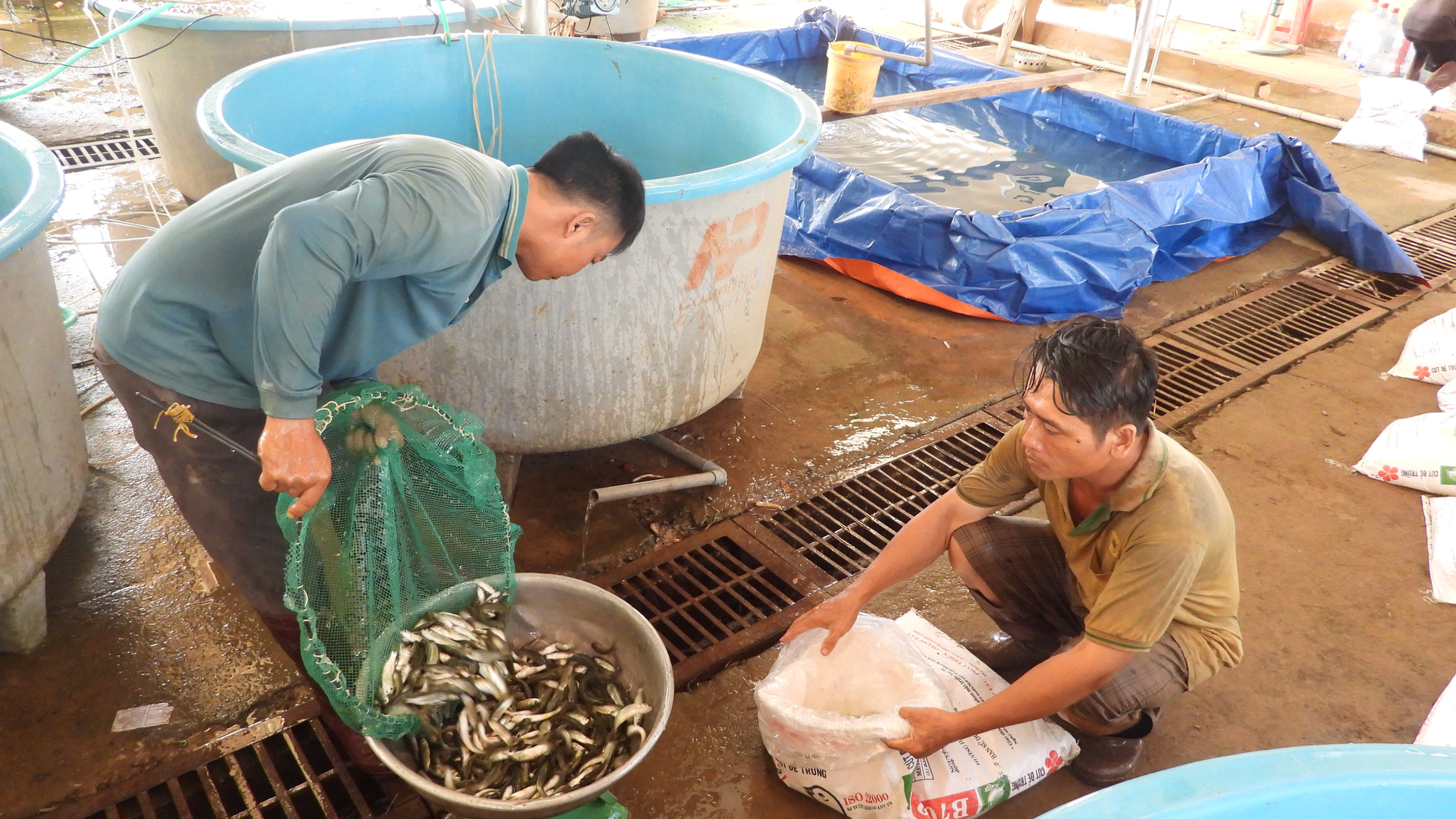 Cán bộ Trại giống Thủy sản Bình Phước chuẩn bị cung ứng giống cho người dân địa phương. Ảnh: Trần Trung.