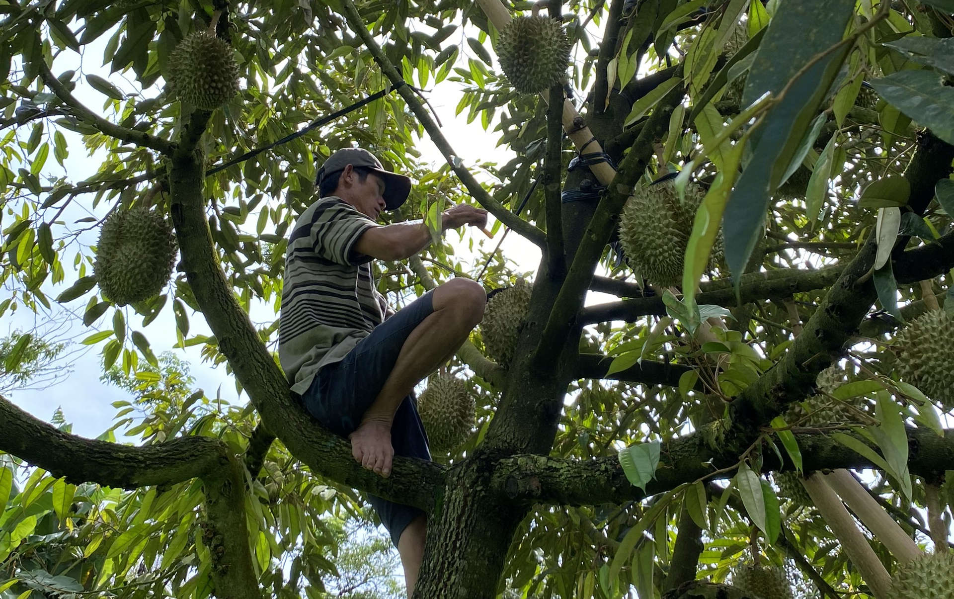 Many farmers have established a fixed price for durian. Photo: AQ.