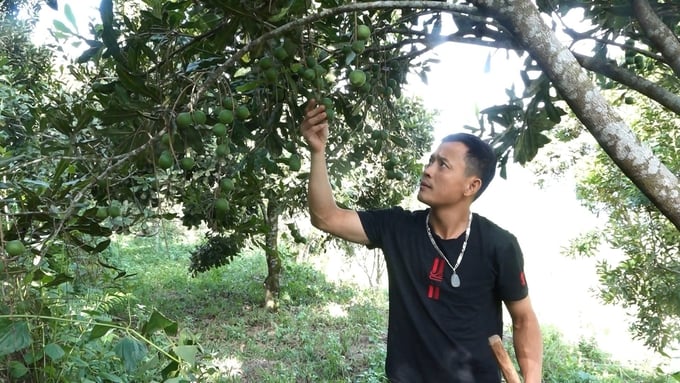 Mr. Pham Dang Dai's macadamia orchard in Nghia Lo town has harvested tons of fruit every year. Photo: Thanh Tien.