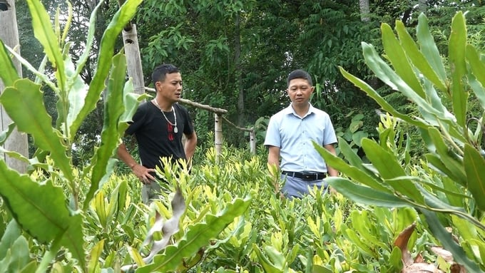 Mr. Pham Dang Dai in Nghia Lo town has built a nursery of macadamia seedlings to sell to people. Photo: Thanh Tien.