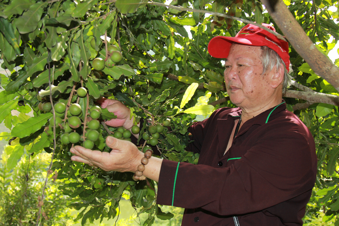 Currently, some macadamia acreage planted by people in Yen Bai has had fruit and has a high yield, however, the agricultural sector of this province has advised farmers not to spontaneously expand the area. Photo: Thanh Tien.