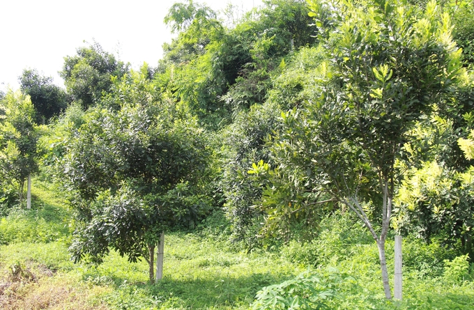 Yen Bai province will closely monitor the development of macadamia trees to have a policy to expand the appropriate area. Photo: Thanh Tien.