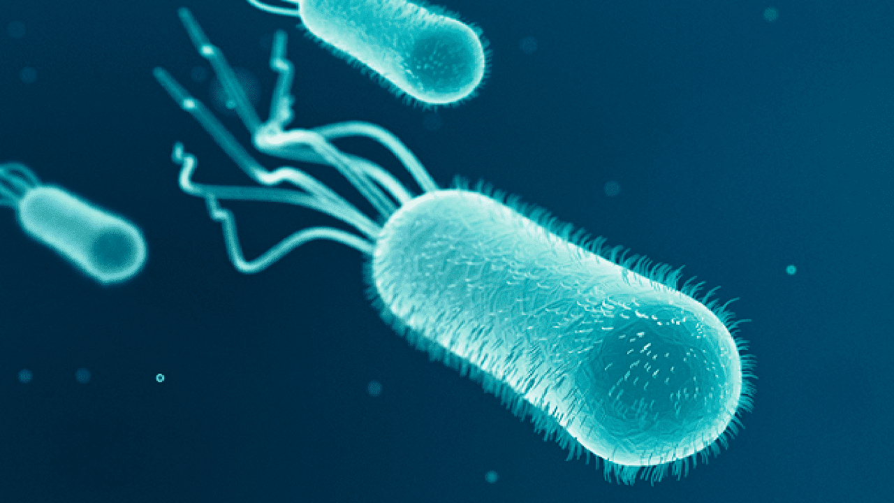 E. coli bacteria. Photo: QL.