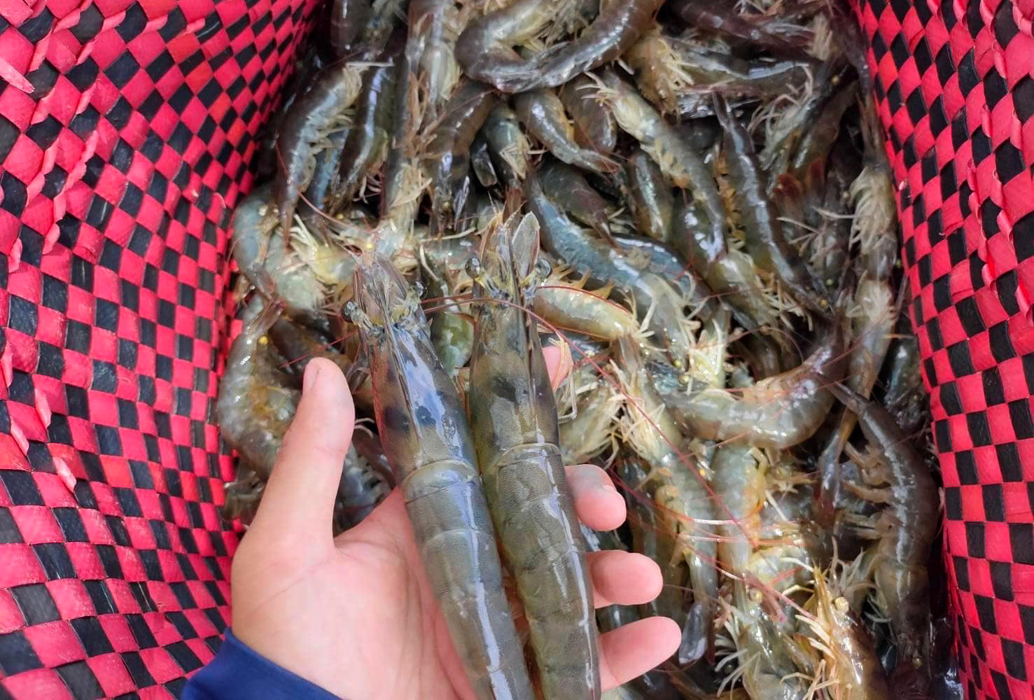 Freshly harvested shrimp in Can Gio district, Ho Chi Minh city. Photo: Son Trang.