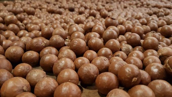 Macadamia in the Kbang district gives very good fruit quality. Photo: Tuan Anh.