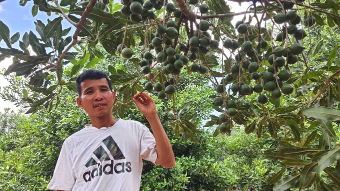 Mr. Hung's macadamia orchard is full of fruit, with a high and stable yield. Photo: Tuan Anh.